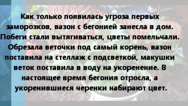 Клубневая ампельная бегония Скарлет. Размножение.