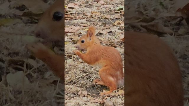 Белка в парке «Чистяковская роща» в Краснодаре