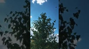 Аллея героев в Ерзовке Городищенского района  рассказывает о своих героях