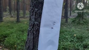 Тепловизор Лесник335 на тигр