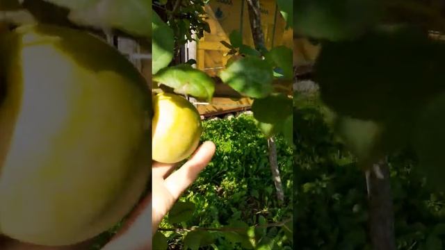 яблоня Мельба#мельба#яблоня#