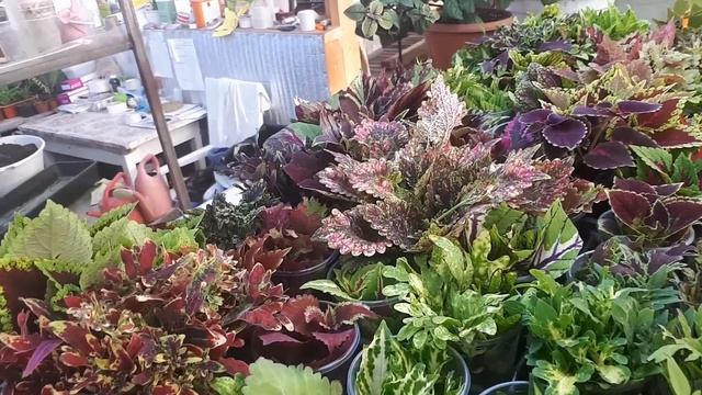 Освещение нашей теплицы. Эти светильники показали себя ?!!! смотреть онлайн