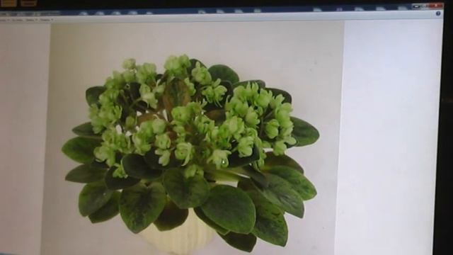 ДФ.Съезд селекционеров геснериевых 2020 ч.1 смотреть онлайн