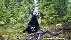 Медведь описался от удовольствия. (с трех ракурсов.)