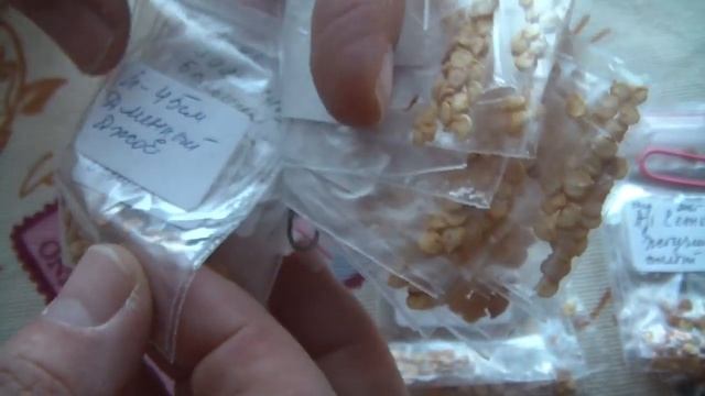 Видео-анонс сортов перцев и томатов, подаренных Натальей Ковалевой для посадки в 2020 году смотреть онлайн