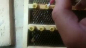 Вывод маток .Прививка личинок в восковые мисочки