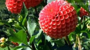 Цветы из красной книги ?