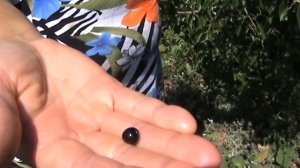 Вишня магалебка (антипка)