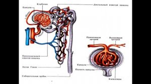 Гистология 4.Выделительная система