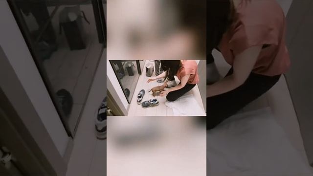 ?️ Щенок цвергпинчер первые минуты в новом доме. смотреть онлайн