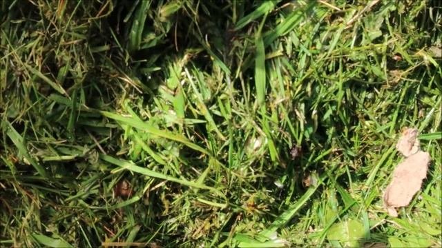 КЛЕМАТИСЫ. ПОДКОРМКА КЛЕМАТИСОВ В ИЮНЕ ДЛЯ БУТОНИЗАЦИИ