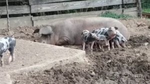 Ферма в Австрии . Животные на ферме.как выглядит частная ферма в Австрии. Лошади , свиньи.быки.