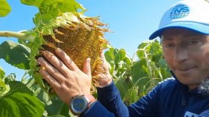 Кондитерский сорт подсолнечника ГУДВИН заразиха A-F, 175см, 116 дней, урожайность 35ц/га, масло 47%