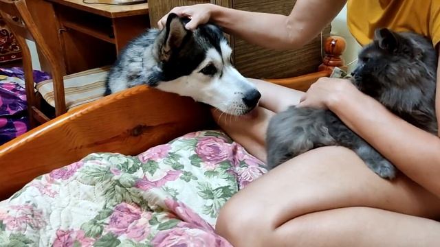 Ха хочет дружить с котом Дымком!