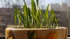 Б.Феоктистов Плясовой наигрыш Фонограмма +