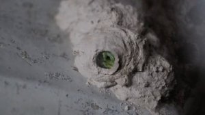 Как выглядит осиное гнездо изнутри Удивительное зрелище