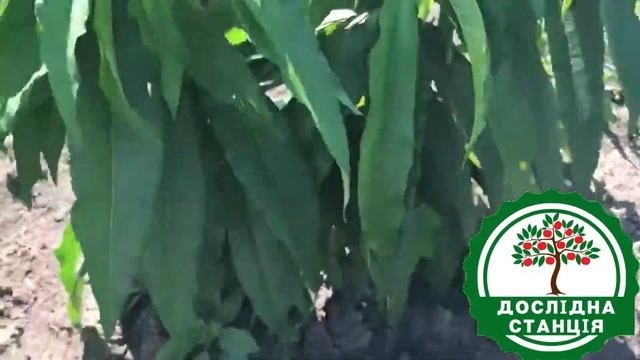 Саджанці колоновидних персиків та нектаринів. смотреть онлайн