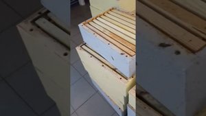 Пасека Ермаковых 46 Где качаем медок!