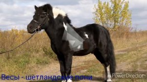 Какая ты порода лошади по знаку зодиака