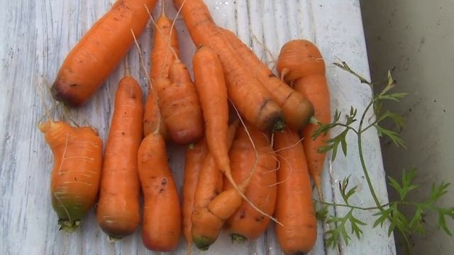 VLOG Ваша Юля - Ежевика в лесу и УРОЖАЙ на даче смотреть онлайн