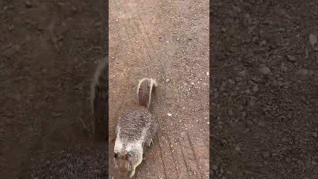 США, суслики и арахис смотреть онлайн