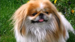 ТОП-10 САМЫХ ГЛУПЫХ ПОРОД СОБАК В МИРЕ TOP-10 OF THE MOST STUPID DOGS IN THE WORLD  Породы собак