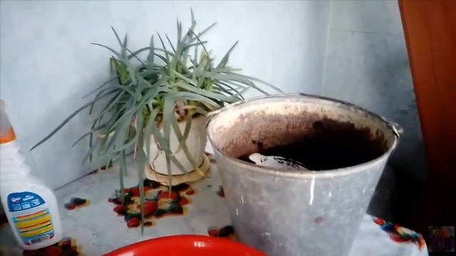 ПОДГОТОВКА ЗЕМЛИ ДЛЯ РАССАДЫ, ОБЗОР РАССАДЫ ТОМАТОВ И ПЕРЦА смотреть онлайн