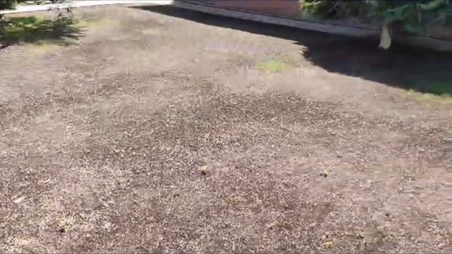 Как ускорить рост газона. Простой способ. смотреть онлайн