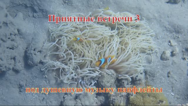 Приятные встречи 3 Амфиприон двуполосный под душевную музыку панфлейты