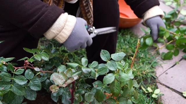 Как правильно укрыть Розу ? Видео Советы садоводам от Хитсад. смотреть онлайн