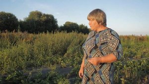 Можно Ли Заработать на Клубнике Миллион? Самая Сладкая Клубника в Калининграде!