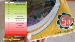 Замиокулькас! Грунт- Залог активного Роста!??  #замиокулькас #замиокулькаспересадка #zzplant