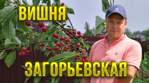 Вишня Загорьевская похожа на черешню, но для подмосковья не лучший вариант