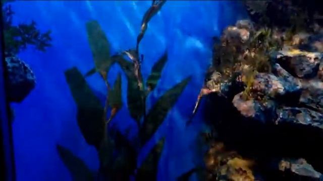 Морские драконы смотреть онлайн