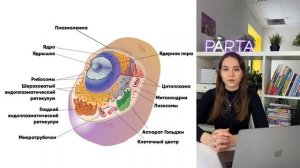 Строение клетки | Классификация всех органоидов для ОГЭ |БИОЛОГИЯ | PARTA ОГЭ 2023