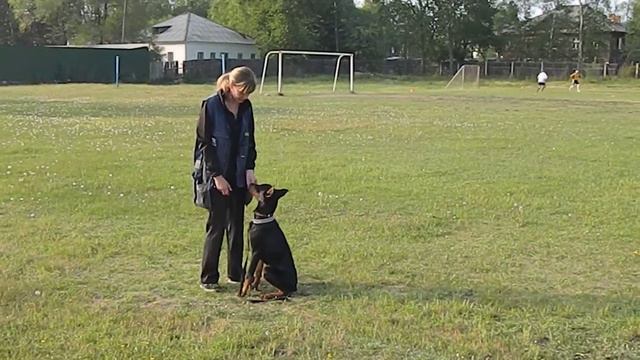 Доберман 6 мес. Команда "Место" - второе занятие смотреть онлайн