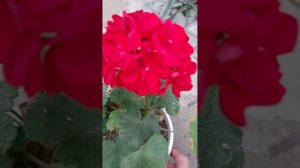 Немного о пеларгониях Оденсио Мадам Бовари ,Леди Гертруда и всколь о Ю Анне Карениной