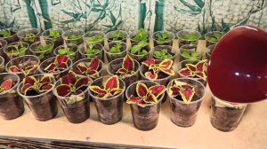 Работа любит или страшная профессия Домохозяйка