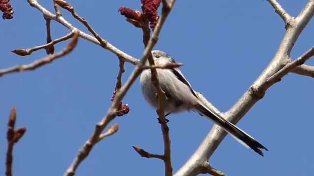 Ptice Hrvatske - Dugorepa sjenica (Aegithalos caudatus) (Birds of Croatia - Long-tailed Tit) (2/5) смотреть онлайн