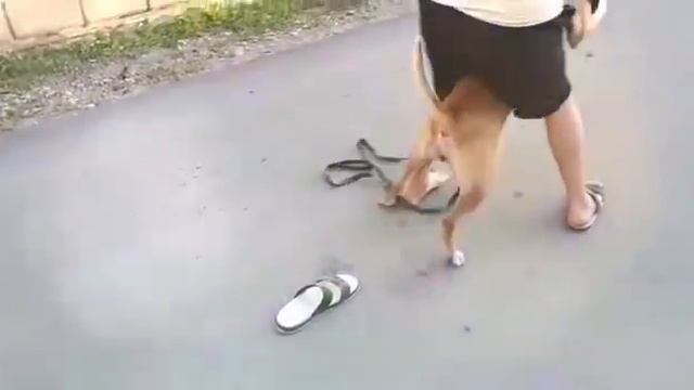 Кот разорвал морду питбулю смотреть онлайн