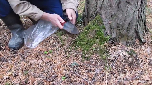 Прогулка с собакой в лесу за мхом. смотреть онлайн