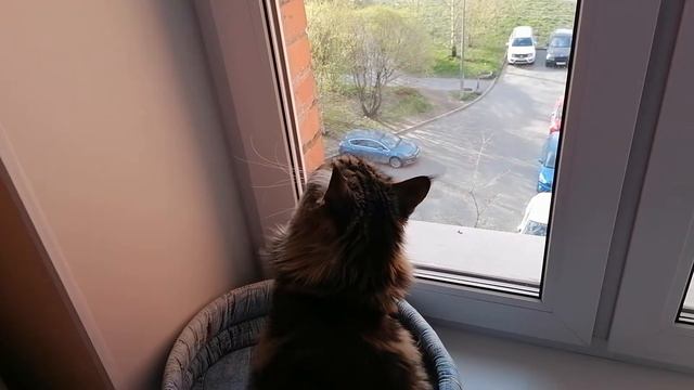 Кошка первый раз увидела голубя смотреть онлайн