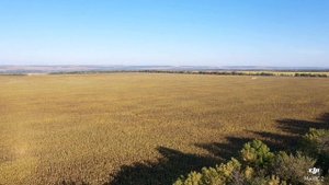 Десикация подсолнечника 4мя литрами рабочего раствора, с помощью малой авиации.