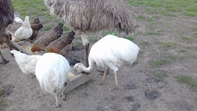 Эму и Нанду смотреть онлайн