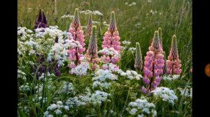 241.ЛЮПИН. Свойства лекарственные и пищевые, декоративные и как сидерат.