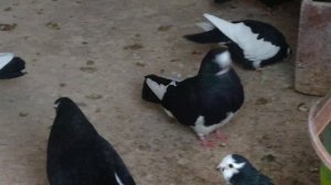 Курские голуби "29.01.19 года