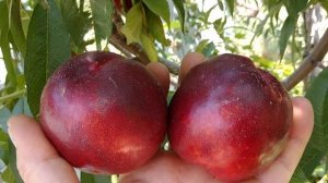 Нектарин Біг Файє. Nectarine Big Fire. Ранній, солодкий, крупний... Відео від Максі Сад