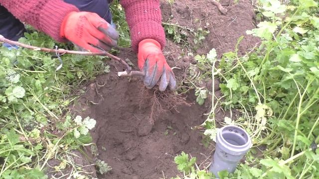 Осенняя посадка саженцев винограда смотреть онлайн