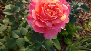 Первое цветение восхитительной РОЗЫ ЭТРУСКА в ПОДМОСКОВЬЕ (Сергиев Посад)!??