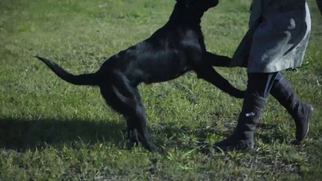 щенок прямошерстного ретривера 5,5 месяцев Голд Бьюти Бэйлис Абсолют Марвел смотреть онлайн